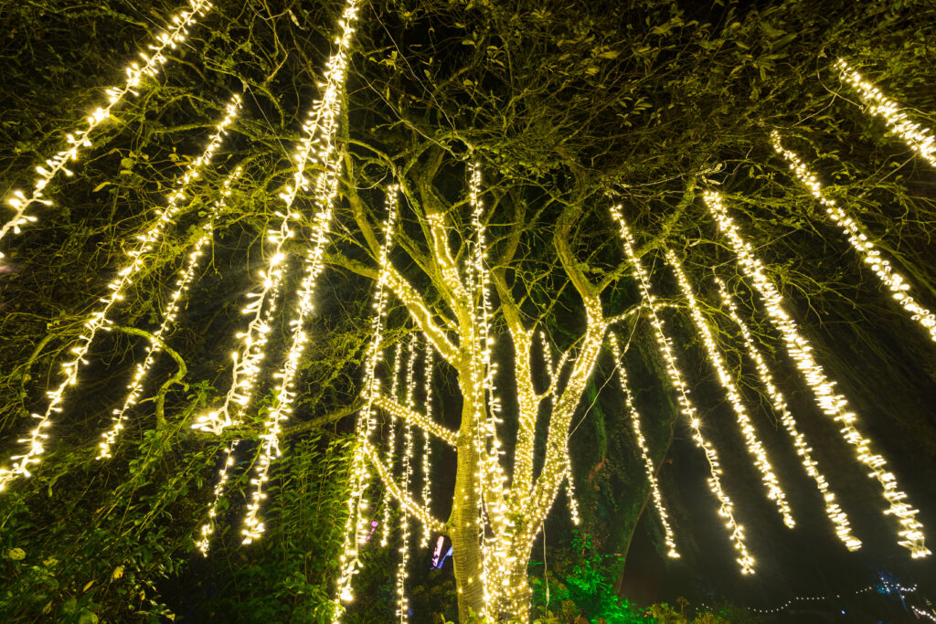 Beautiful display of hanging fairy lights on a large willow tree at night
